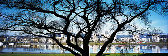 Baum Donaulände auf Edelstahl