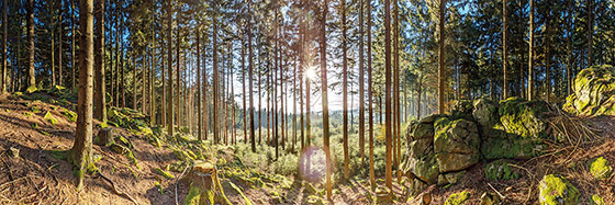 Wald am Lichtenberg auf Alu