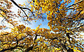360° Foto Baum an der Linzer Donaul�nde im Herbst