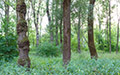 360° Foto Wald neben Flu� Traun, Traunau Auwiesen
