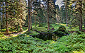 Wald im Raurisertal - Wald im Raurisertal