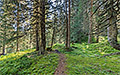 360° Foto Wald im Raurisertal