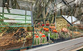 Vogelspinnen Ausstellung im Tropenhaus - Vogelspinne