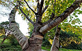 360° Foto Japanische Birke im Botanischen Garten