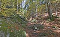 Herbst im Wald - Druidenweg und Ysperklamm in Yspertal - Druiden Waldweg