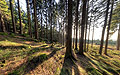 360° Foto Wald am Lichtenberg