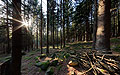 360° Foto Lichtstimmung im Wald am Lichtenberg