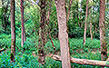 360° Foto Wald in Wilhering, Donauau