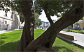 Baum neben Landhaus, Promenade - Promenade